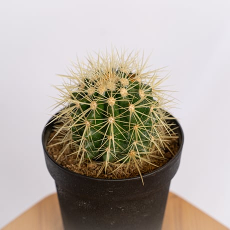 エキノカクタス 金鯱 実生 Golden ball cactus サボテン 多肉植物 珍奇植物 静岡 ANTIDOTE 通販 S1153
