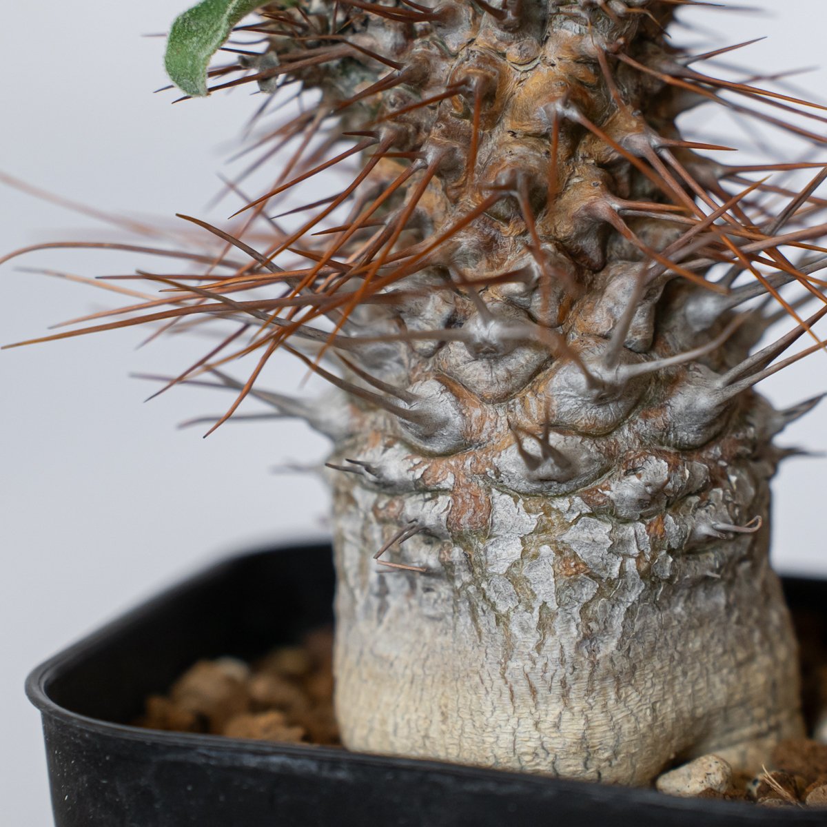 パキポディウム ナマクアナム 光堂 実生 実生 Pachypodium namaquanum