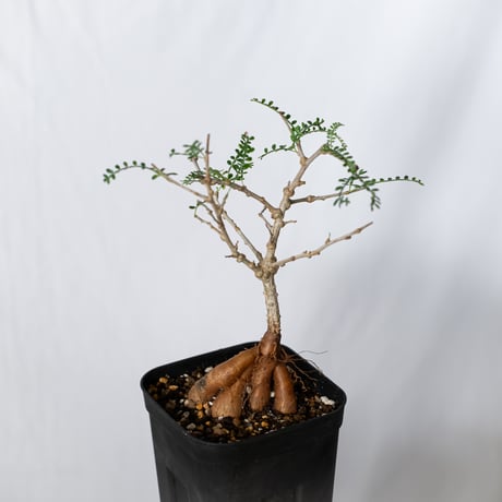 オペルクリカリアヒファエノイデス | STORES