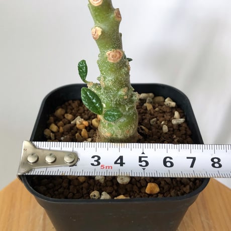 ドルステニア ギガス 実生 Dorstenia gigas 塊根植物 コーデックス 多肉植物 珍奇植物 静岡 ANTIDOTE 通販 S1452