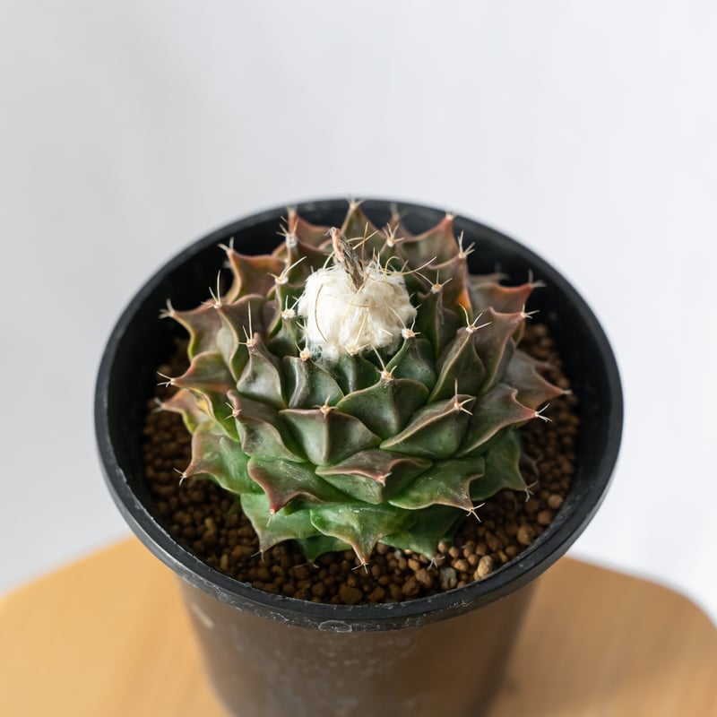 オブレゴニア デニグリー 帝冠錦 実生 美株 斑入り Obregonia denegrii