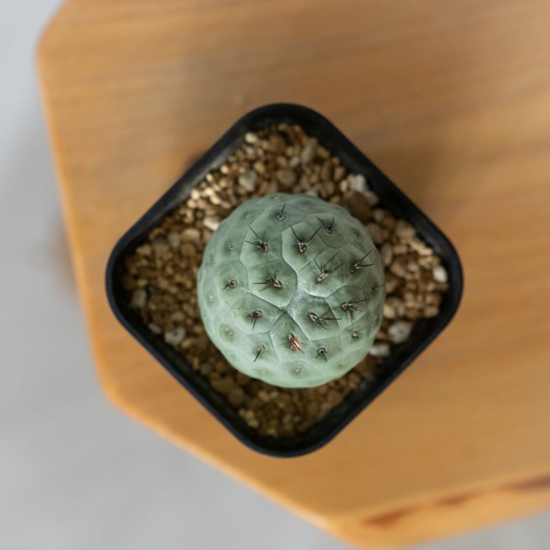 テフロカクタス ゲオメトリクス 実生【発根管理中】Tephrocactus