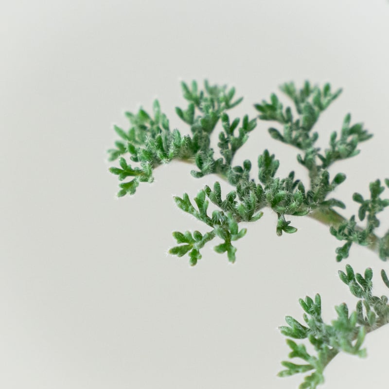 値下げ不可！早いもの勝ち！　ペラルゴニウム　トリステ　大きめ 値下げ！早いもの勝ち！ ペラルゴニウム トリステ 大きめ