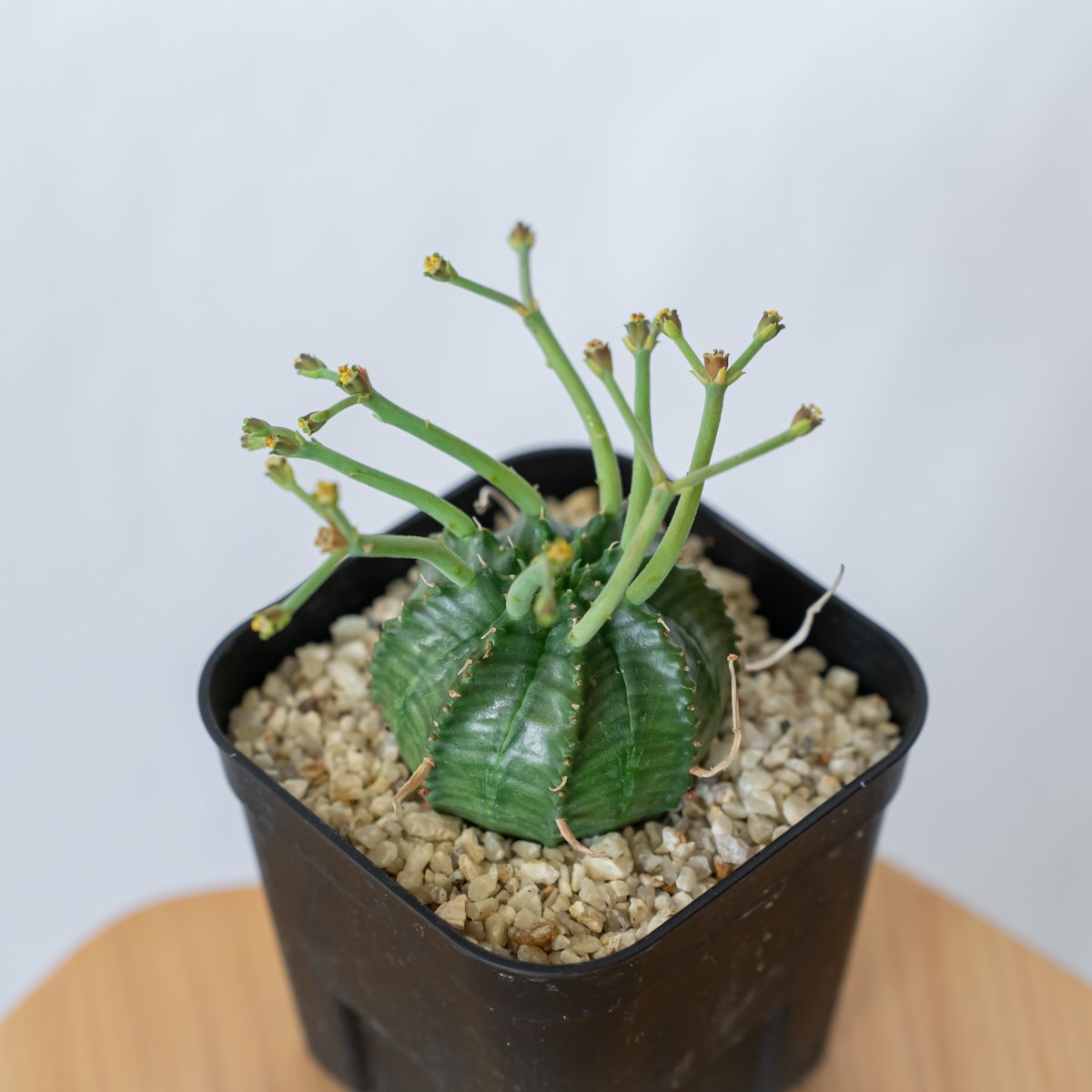 ユーフォルビア スーパーバリダ 実生 雄株 Euphorbia super valida 多肉