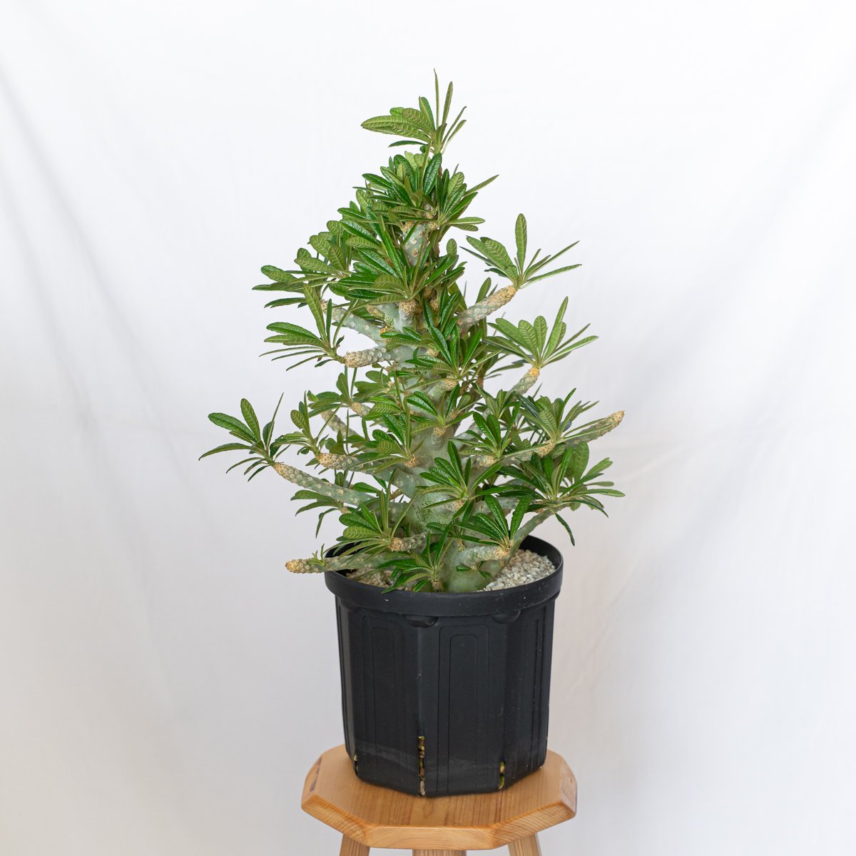 【大株】ドルステニア ギガス 塊根植物 ドルステニア ギガス 特大株 Dorstenia gigas 塊根植物 多肉植物 珍奇