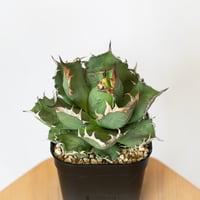 アガベ チタノタ 姫厳竜 OC株 Agave titanota 多肉植物 珍奇植物 静岡 ANTIDOTE 通販 S823