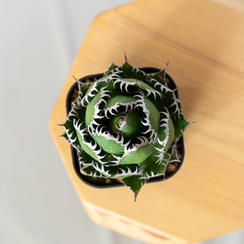 アガベ ホリダ 美株 【発根管理中】OC株 Agave horrida 多肉植物 珍奇