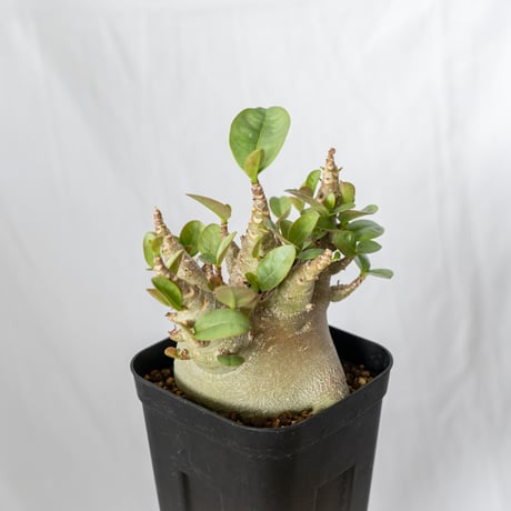 アデニウム アラビカム ブラックスキン 傷有り Adenium Arabicum Black Skin 塊根植物 コーデックス 珍奇植物 多肉植物 静岡 ANTIDOTE 通販 S515
