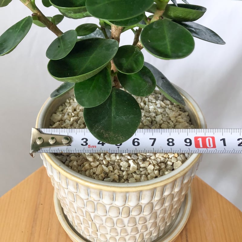 パンダガジュマル タイワンガジュマル 鉢セット Ficus microcarpa