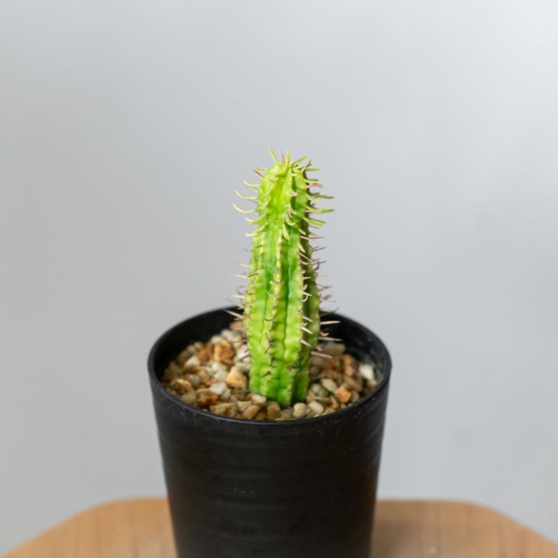 ユーフォルビア 紅彩閣錦 エノプラ 斑入り 実生 Euphorbia enopla 塊根