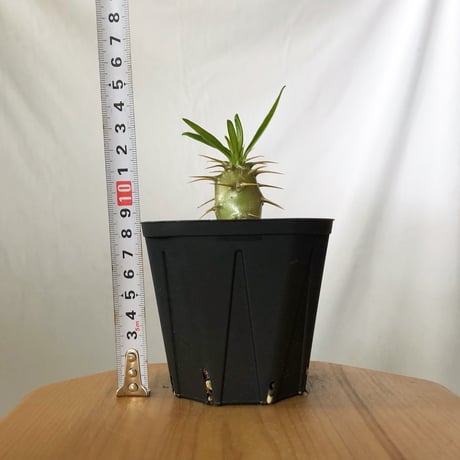 パキポディウム アンボンゲンセ 実生 Pachypodium ambongense 塊根植物 コーデックス 多肉植物 珍奇植物 静岡 ANTIDOTE 通販 S1451