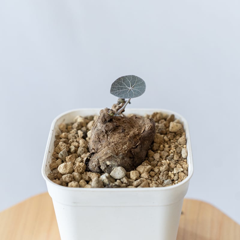 ステファニアカーウィーサキー Stephania Kaweesakii .sp Nova 塊