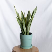 サンスベリア ローレンティー トラノオ 鉢セット Sansevieria trifasciata Laurentii  観葉植物 多肉植物 インテリアグリーン 静岡 ANTIDOTE 通販 S1299