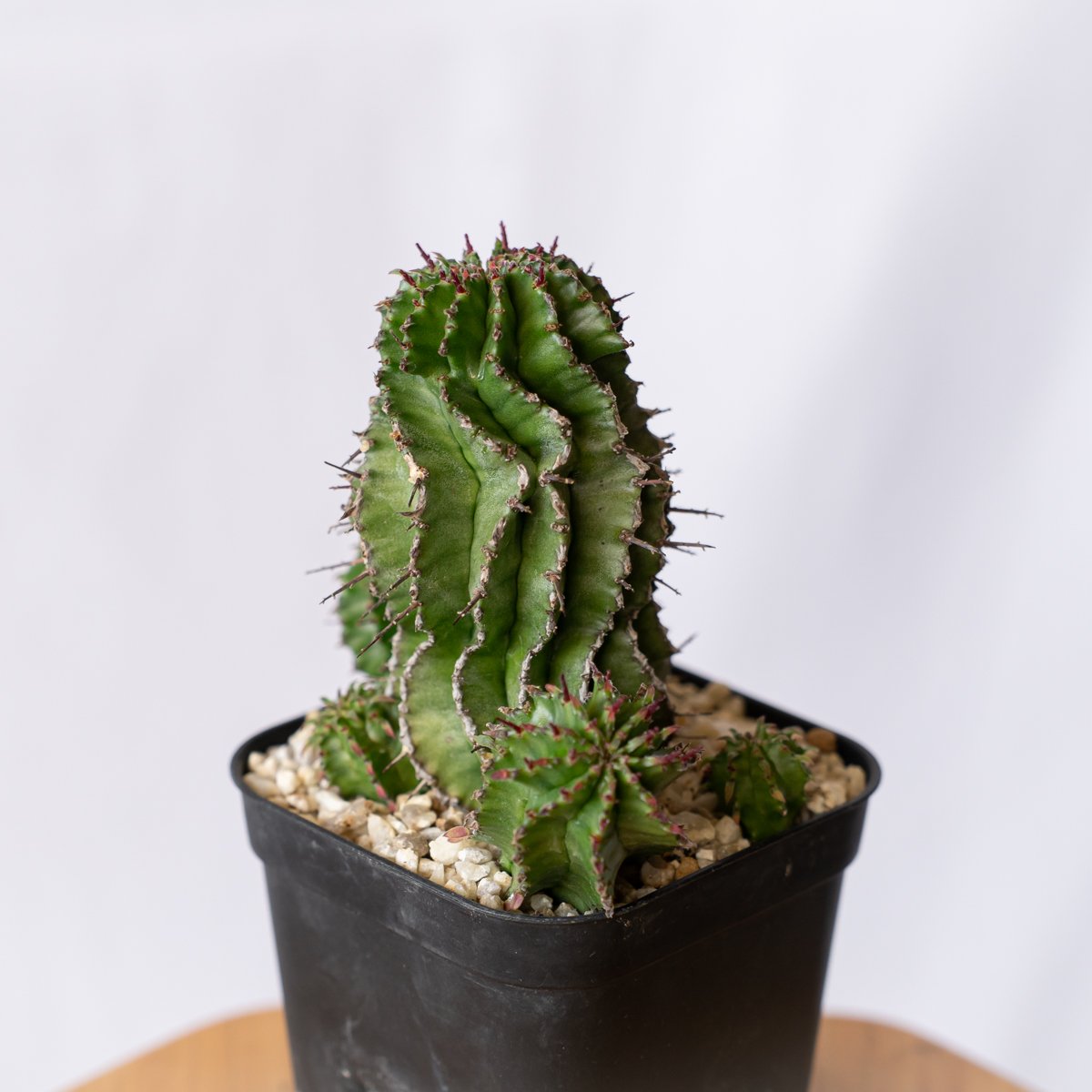 ユーフォルビア ポリゴナ Euphorbia polygona 多肉植物 珍奇植物 静岡