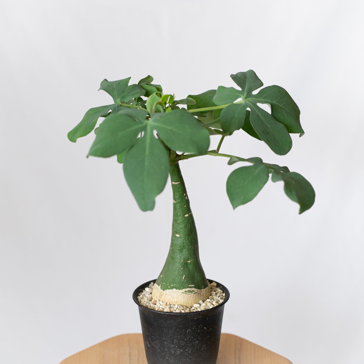 アデニア グラウカ 幻蝶かずら Adenia glauca 塊根植物 コーデックス