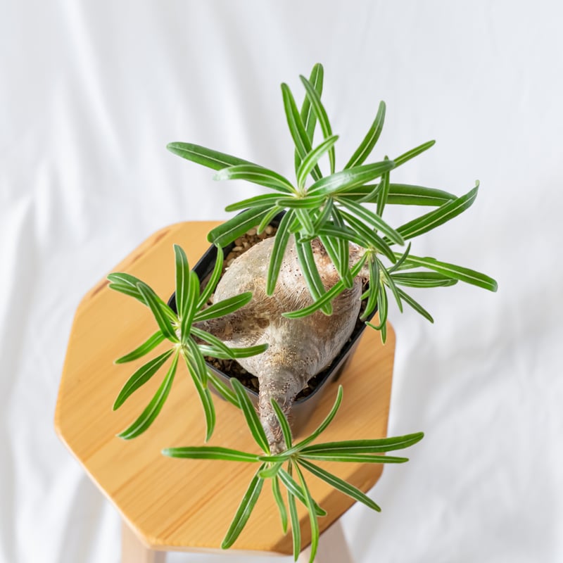 パキポディウム グラキリス pachypodhium Gracilius 塊根植物