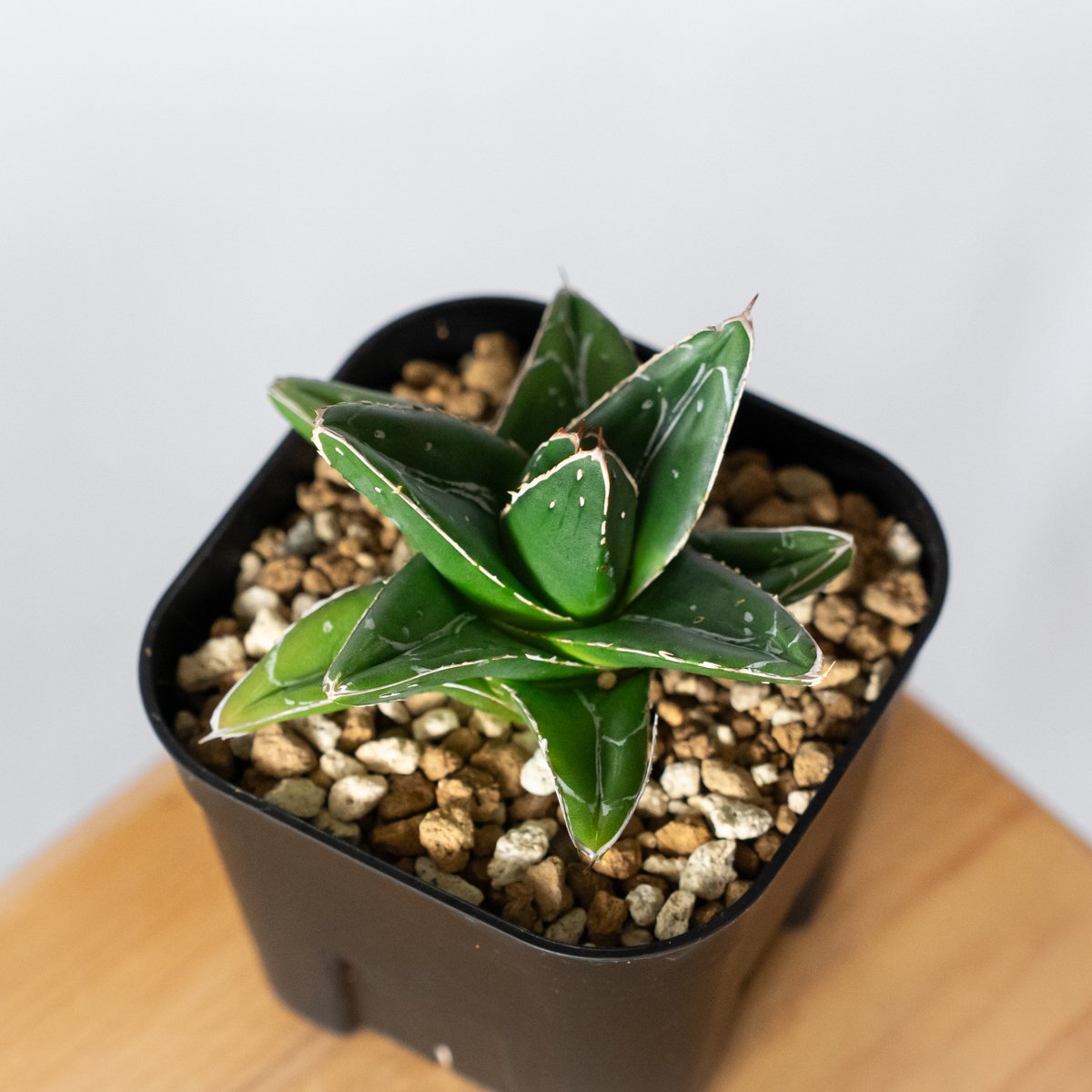 アガベ 笹の雪 D型 仔株 OC株【発根管理中】Agave victoriae-reginae