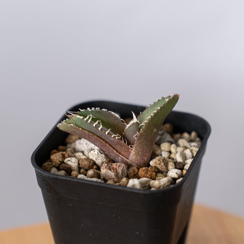 アガベ チタノタ 金蟾【発根管理中】Agave titanota kinsen TC株 多肉植