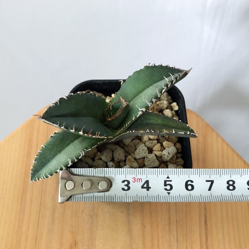 アガベ チタノタ 悪魔くん【発根管理中】TC株 Agave titanota 多肉植物