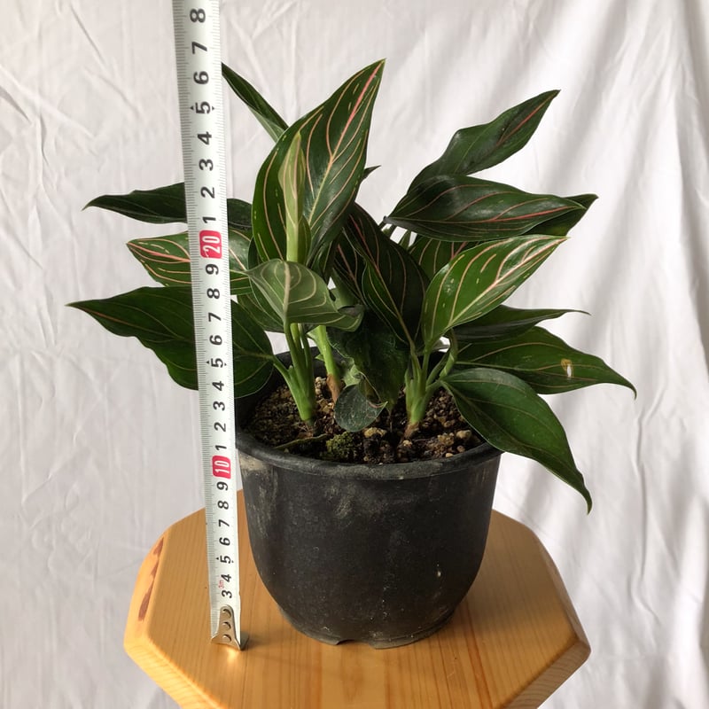アグラオネマ ロタンダム aglaonema 観葉植物 静岡 ANTIDOTE 通販 S44