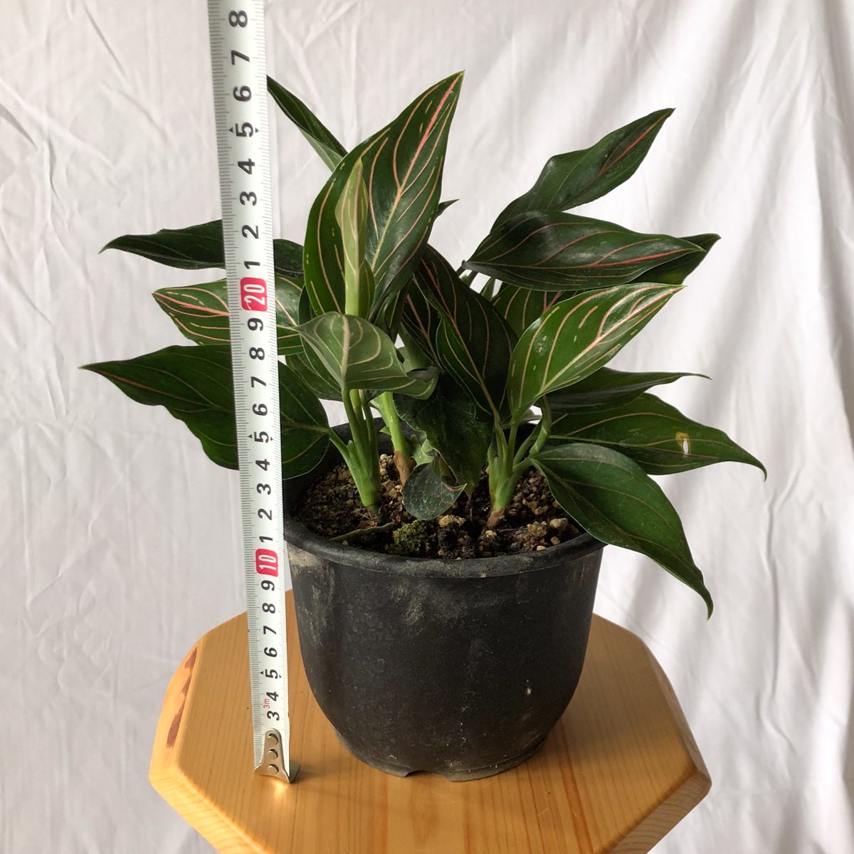 ロタンダム斑入り アグラオネマ ロタンダム aglaonema 観葉植物 静岡 ANTIDOTE 通販 S44