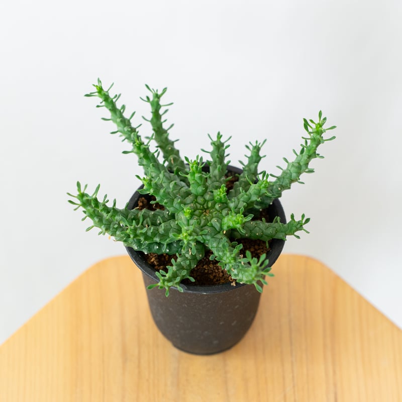 ユーフォルビア ゴルゴニス 金輪際 実生 Euphorbia gorgonis 多肉植物
