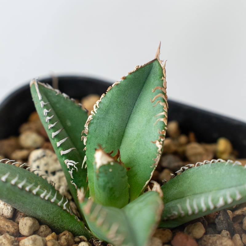 極上株】アガベ チタノタ 鬣蜥 イグアナ TC株 Agave titanota 多肉植物
