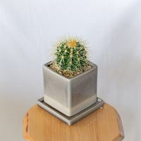 エキノカクタス 金鯱 鉢セット Golden ball cactus サボテン 多肉植物 珍奇植物 静岡 ANTIDOTE 通販 S1398