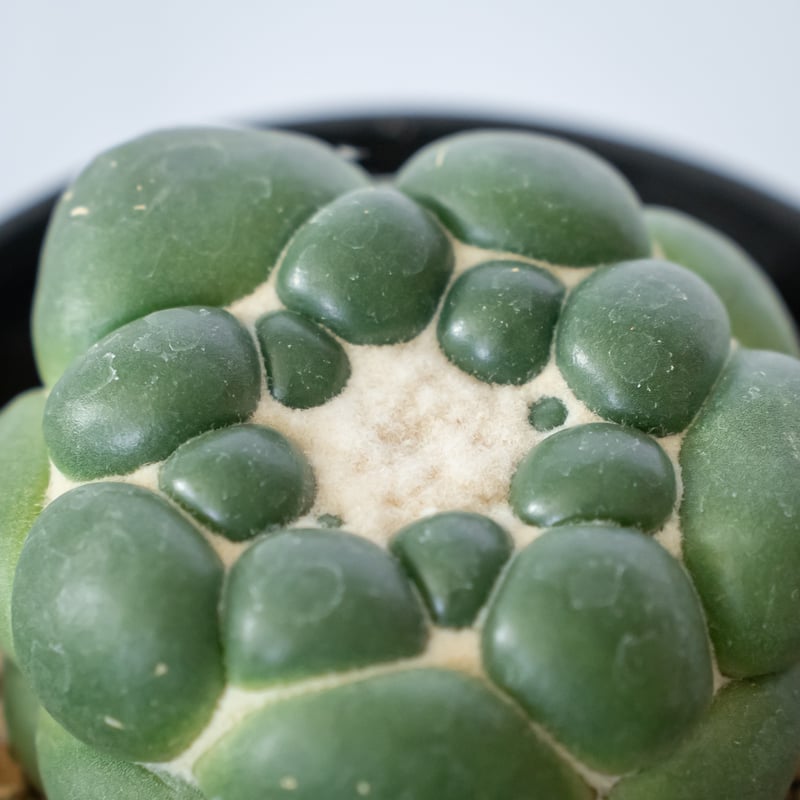 サボテン　刺無象牙丸 サボテン・多肉植物 C89 刺無象牙丸 【公式通販】