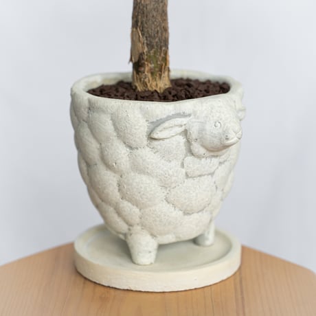 パキラ 鉢セット Pachira Guiana Chestnut 観葉植物 インテリアグリーン 静岡 ANTIDOTE 通販 S1046