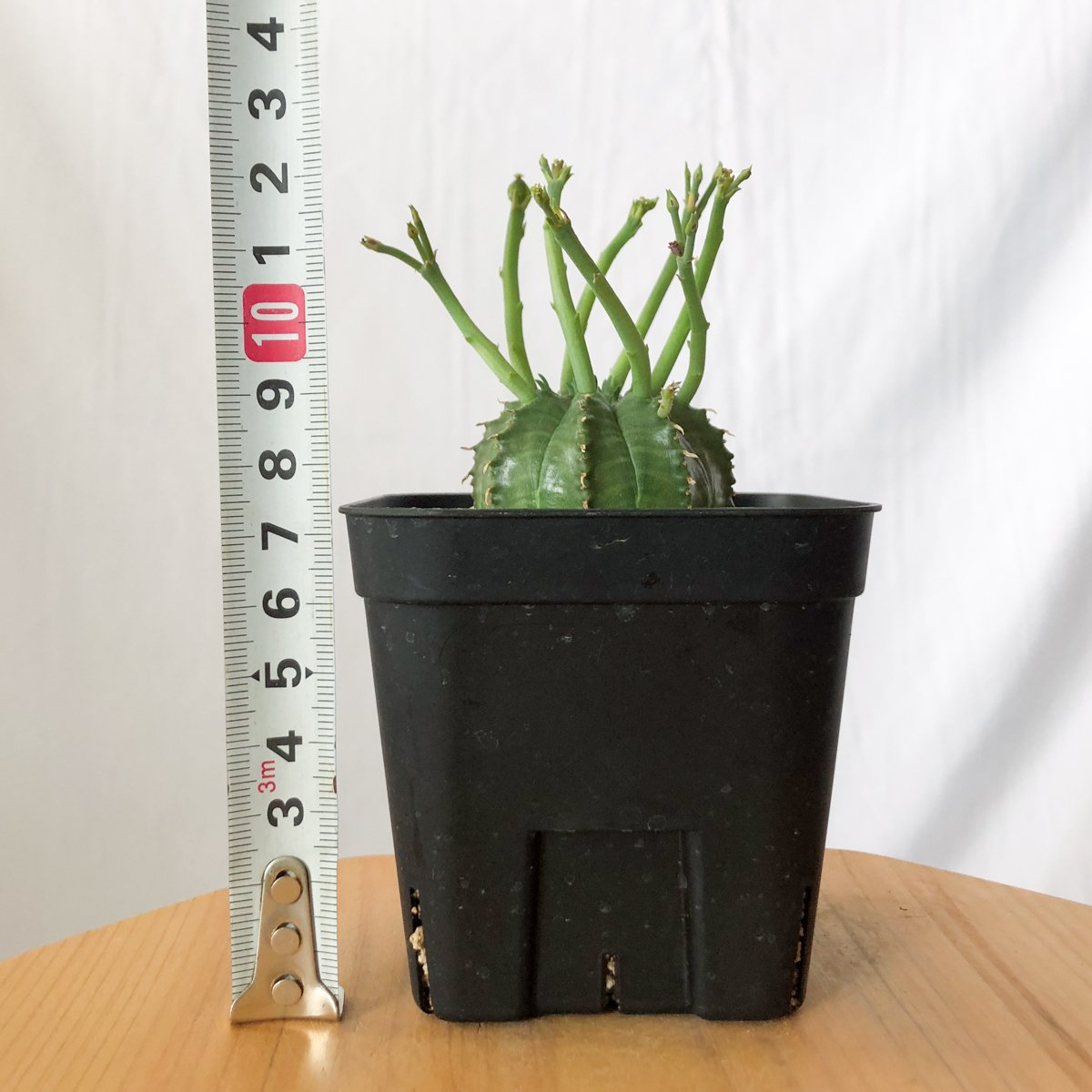 ユーフォルビア　バリダ　実生　パンパンです ユーフォルビア スーパーバリダ 実生 Euphorbia super valida