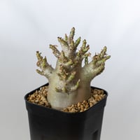 パキポディウム イノピナツム 現地球 pachypodhium 発根済 塊根植物