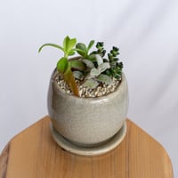 多肉植物 寄せ植え 鉢セット インテリア 多肉植物 観葉植物 珍奇植物 静岡 ANTIDOTE 通販 S1279