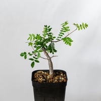 コミフォラ モンストローサ 実生 Commiphora monstruosa 灌木コーデックス 多肉植物 観葉植物 珍奇植物 静岡 ANTIDOTE 通販 S1501
