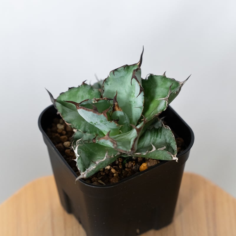 アガベ チタノタ ブラックアンドブルー BB OC株 Agave titanota Black