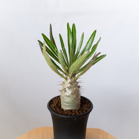 パキポディウム | STORES