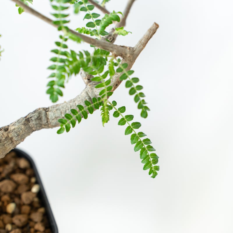 【注目！】ボスウェリア ネグレクタ 発根済 現品 鉢ごと発送 Boswellia neglecta ボスウェリア ネグレクタ 発根済現地株 H11