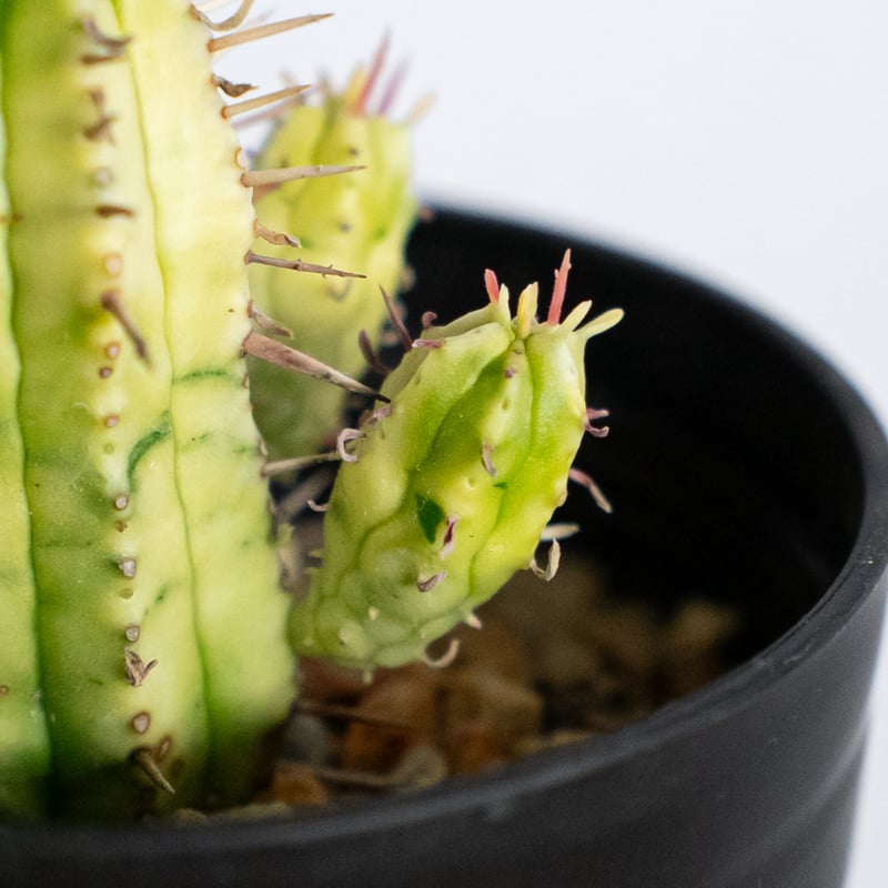 ユーフォルビア 紅彩閣錦 実生 エノプラ 斑入り Euphorbia enopla 塊根