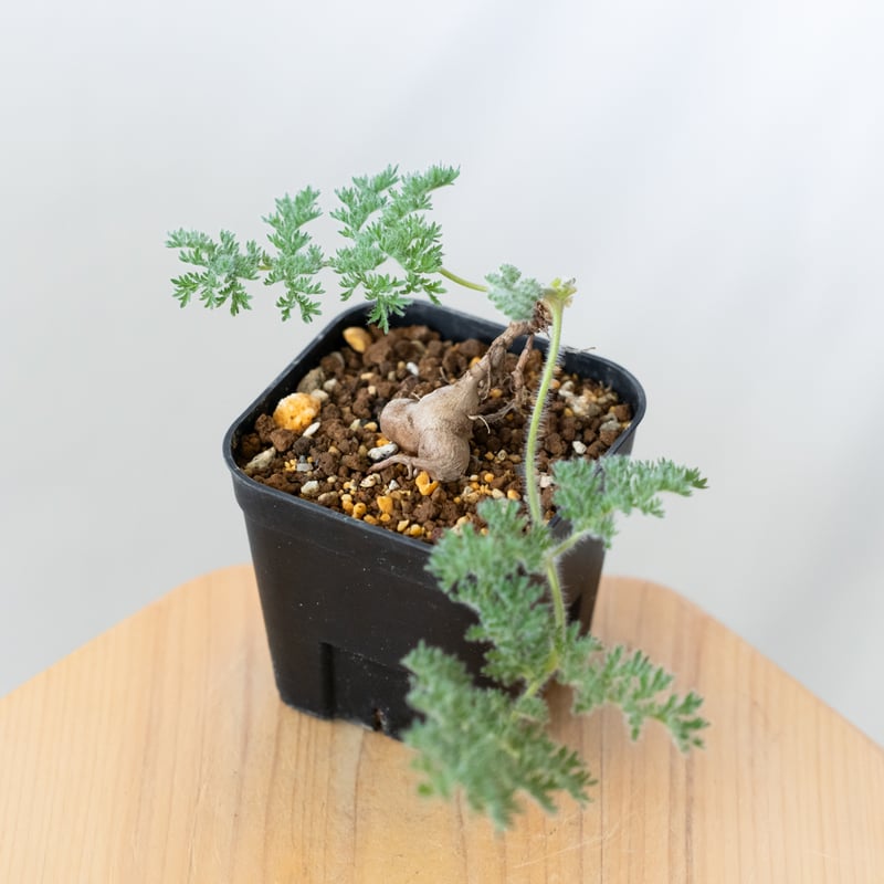ペラルゴニウム トリステ 実生 Pelargonium triste 多肉植物 珍奇植物