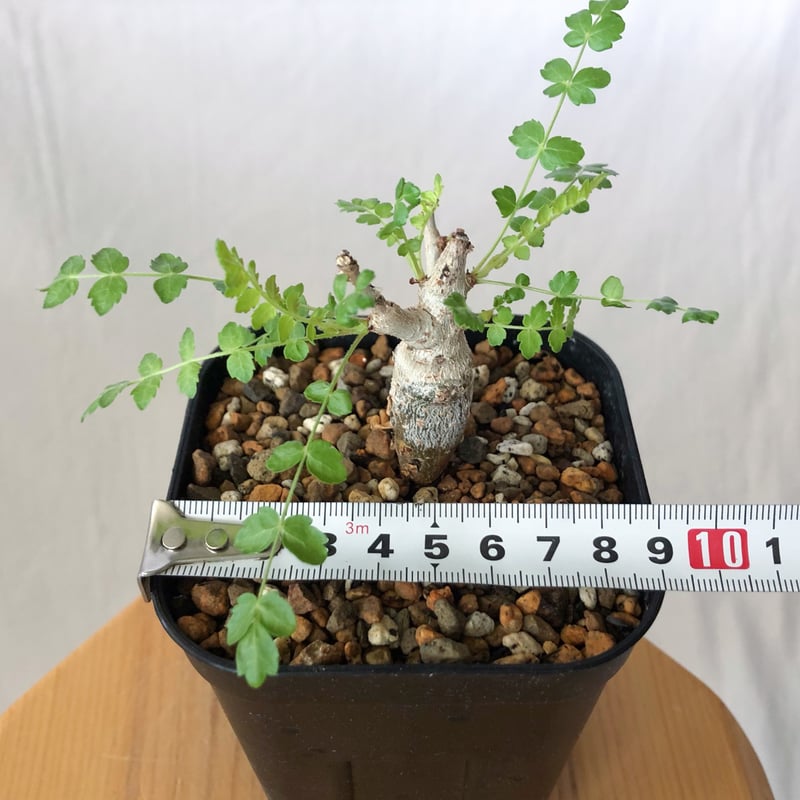 ボスウェリア ネグレクタ 実生 Boswellia neglecta 多肉植物 珍奇植物
