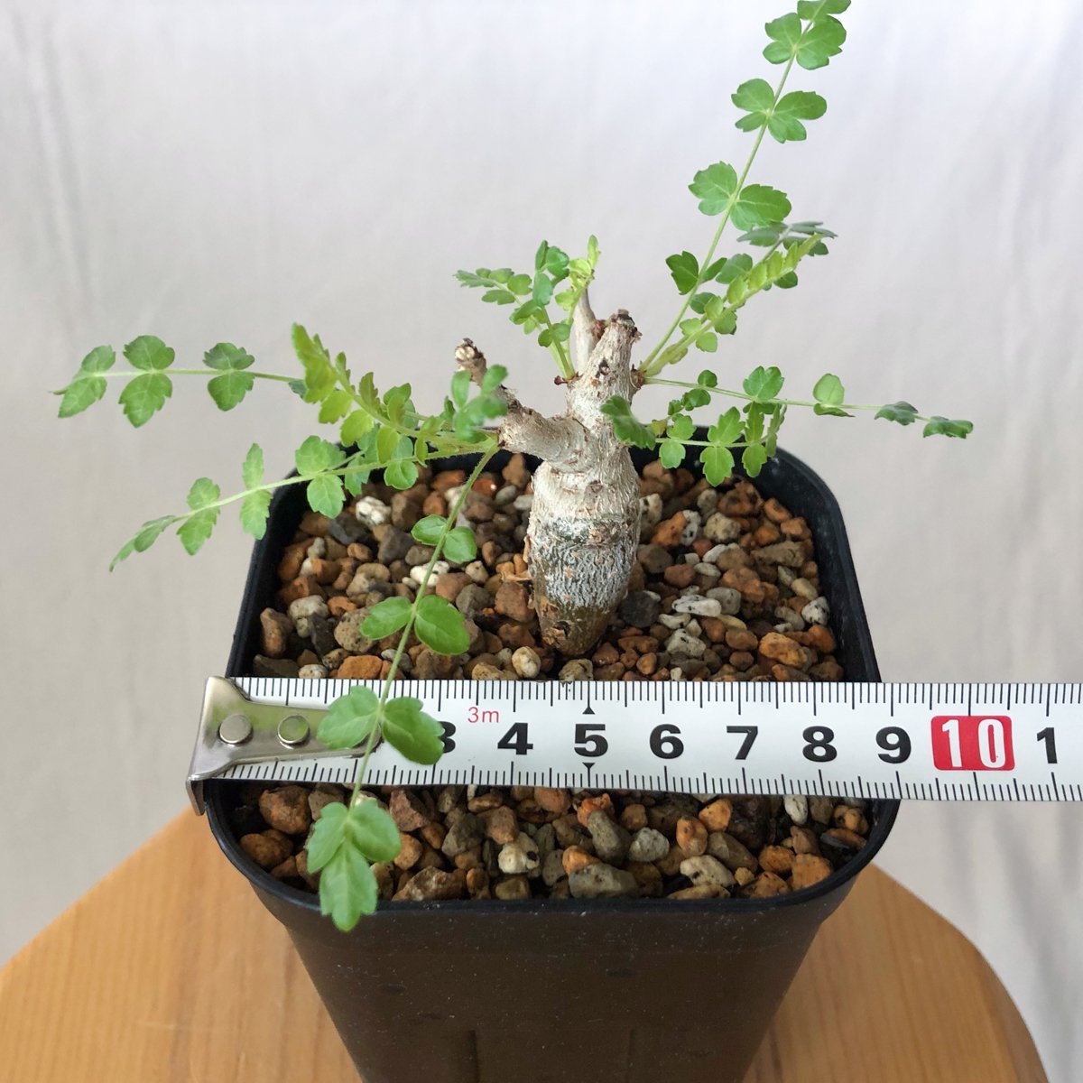 ボスウェリア・ネグレクタ 実生 ボスウェリア ネグレクタ 実生 Boswellia neglecta 多肉植物 珍奇植物