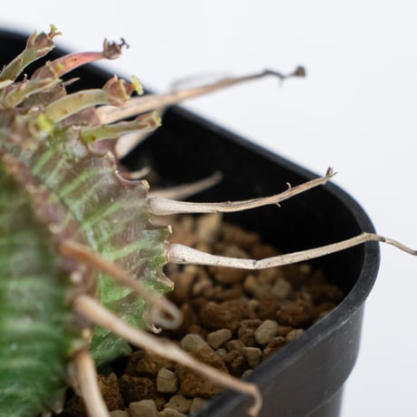ユーフォルビア バリダ 実生 Euphorbia super valida 多肉植物 珍奇植物 ANTIDOTE 静岡 通販 S1229