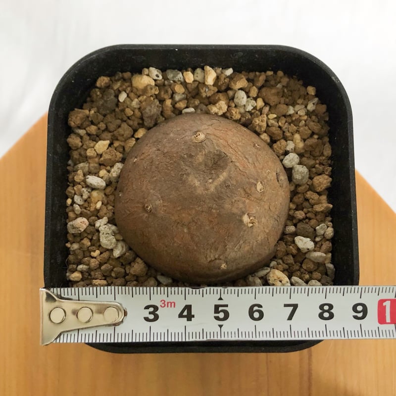 ステファニア エレクタ【発根管理中】Stephania erecta 塊根植物