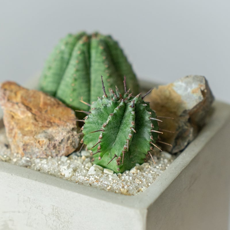 ホリダ＆オベサ ユーフォルビア 多肉植物 寄せ植え 鉢セット