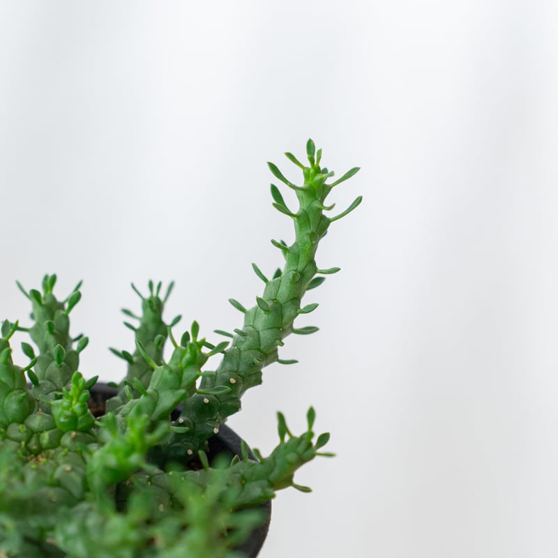 ユーフォルビア ゴルゴニス 金輪際 実生 Euphorbia gorgonis