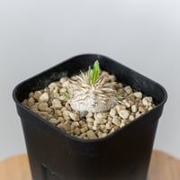 アガベ 氷山 白中斑【発根管理中】TC株 Agave victoriae-reginae Hy