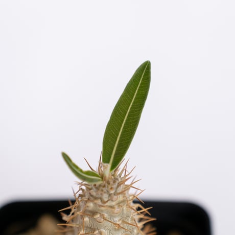 パキポディウム グラキリス 実生 pachypodhium Gracilius 塊根植物 コーデックス 多肉植物 珍奇植物 静岡 ANTIDOTE 通販 S1261