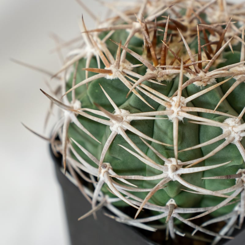 ギムノカリキウム フェロシオール 美株 実生 Gymnocalycium