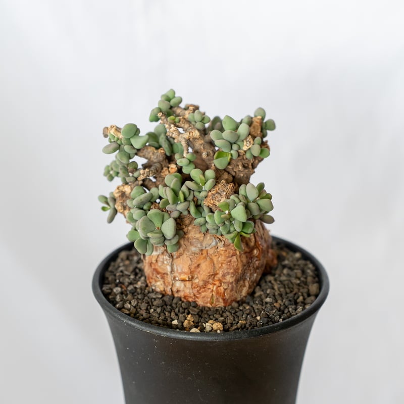 ケラリア ピグマエア 輸入株 Ceraria pygmaea 塊根植物 コーデックス