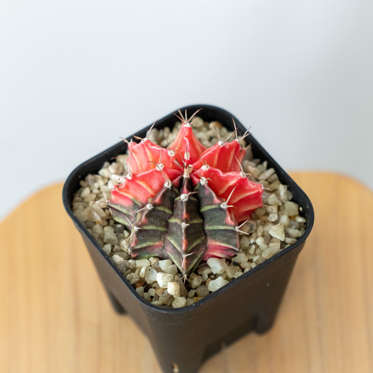 ギムノカリキウム ミハノビッチ 実生【発根管理中】緋牡丹錦